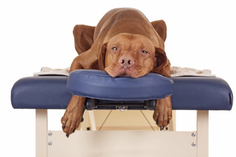 Corso in DVD per Dog Massage