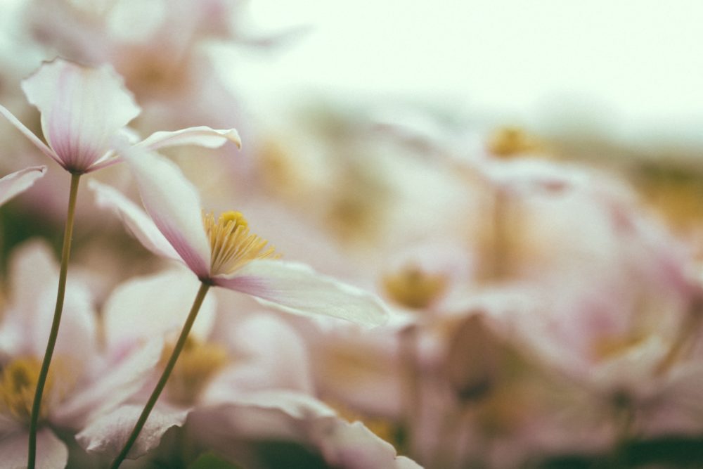 5 BUONI MOTIVI PER UTILIZZARE I FIORI DI BACH