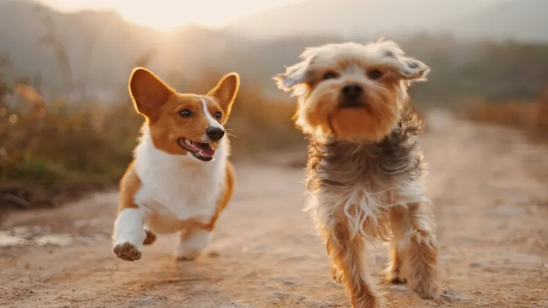 Lavaggio, tosatura e cura igienica del cane